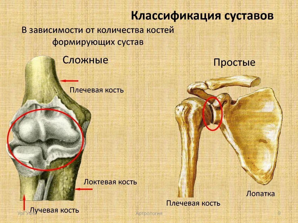 Анатомическая классификация суставов. Кость классификация суставов. Классификация суставов по количеству костей. Плечевая кость Тип соединения.