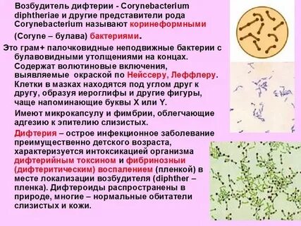 Возбудители парентеральных инфекций