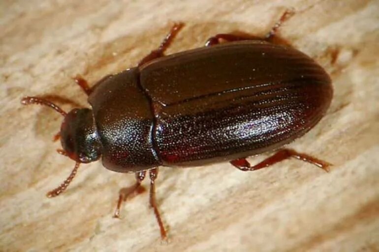 жук скосарь. щавелевый листоед. черный жук франкавилла. жучки большие. жучки большие.