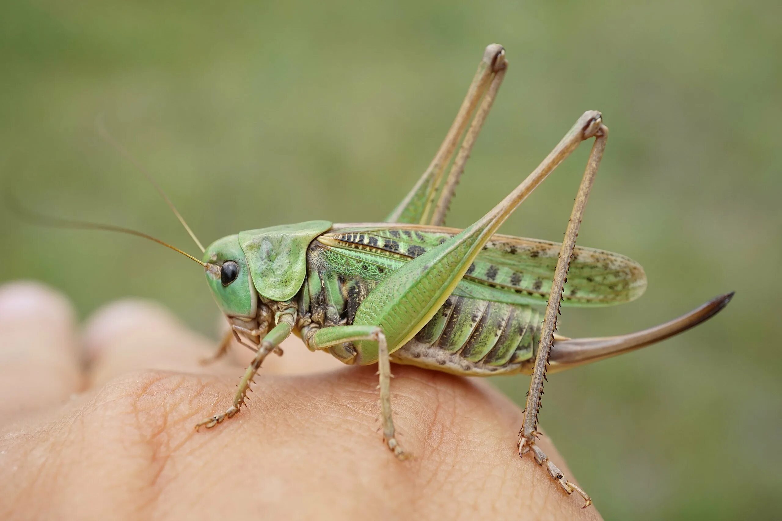 Насекомое пестрое. Кузнечик серый (Decticus verrucivorus). Прямокрылые Кузнечики. Кузнечик длинноусый прямокрылый. Кузнечик серый Decticus verrucivorus самец.