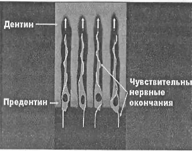 Строение трубочек. Строение дентинной трубочки. Дентинные трубочки гистология. Дентинные канальцы строение. Строение зуба дентинные трубочки.