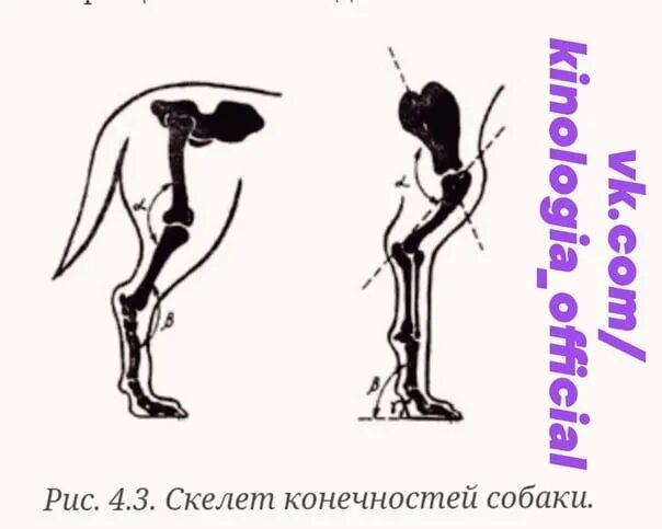 Скелет конечностей собаки. Скелет передней конечности собаки. Скелет задней конечности собаки. Анатомия грудной конечности собаки. Строение задних конечностей собаки.