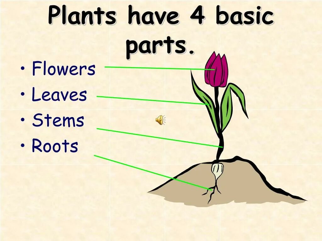 Parts of a Plant. Растения для презентации. Lexicology рисунок. About Plants.