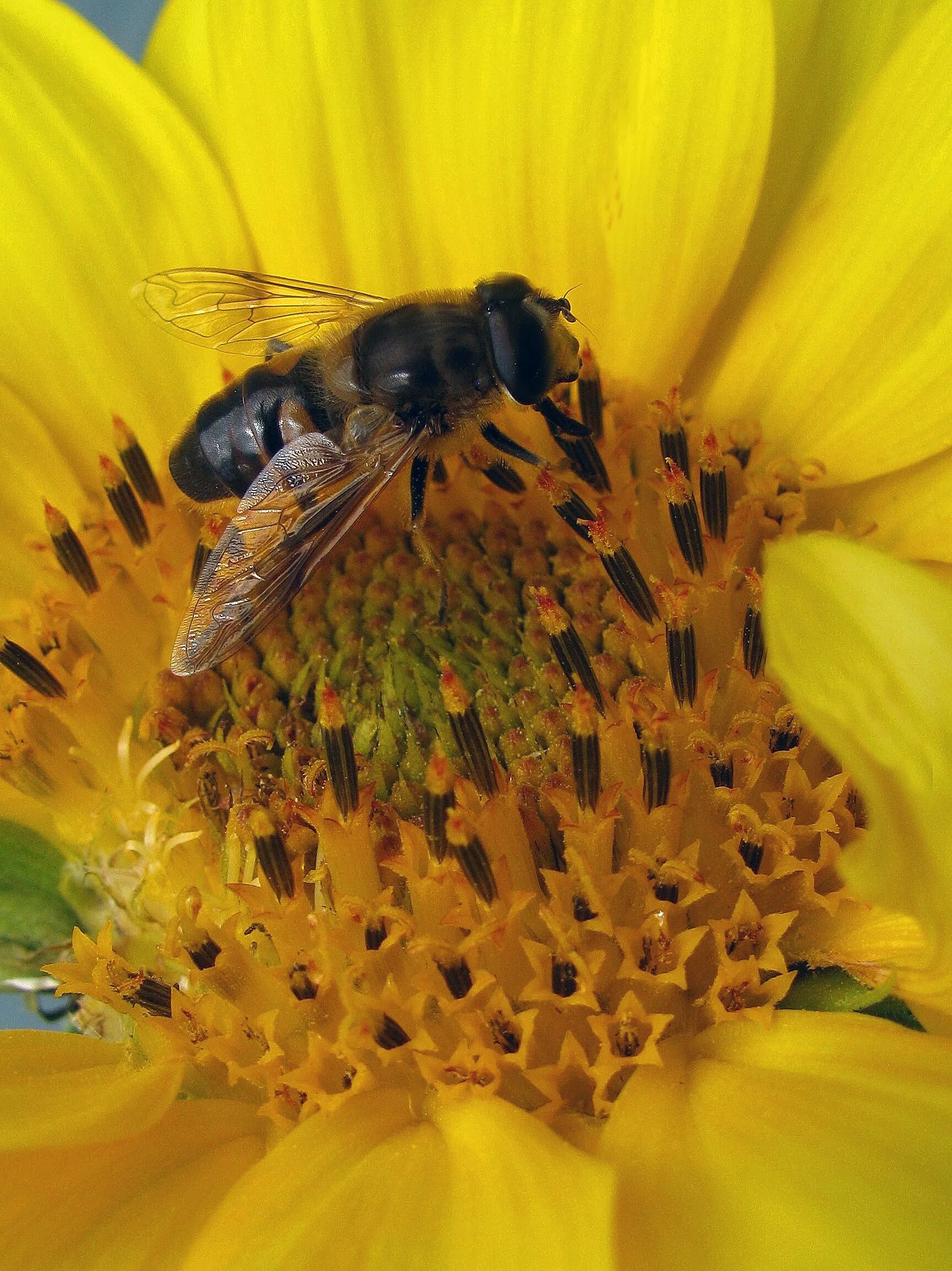 Пчела с пыльцой и нектаром. Пчелиная пыльца (Bee pollen). Шмель с нектаром. Насекомые опылители. Пчела питается пыльцой