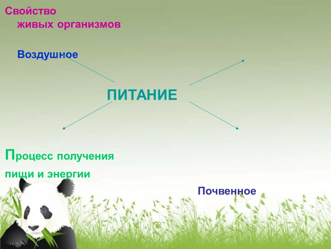 Тест 5 класс организмы тела живой природы. Способы питания животных. Питание животных биология. Типы питания животных. Процесс питания животных.