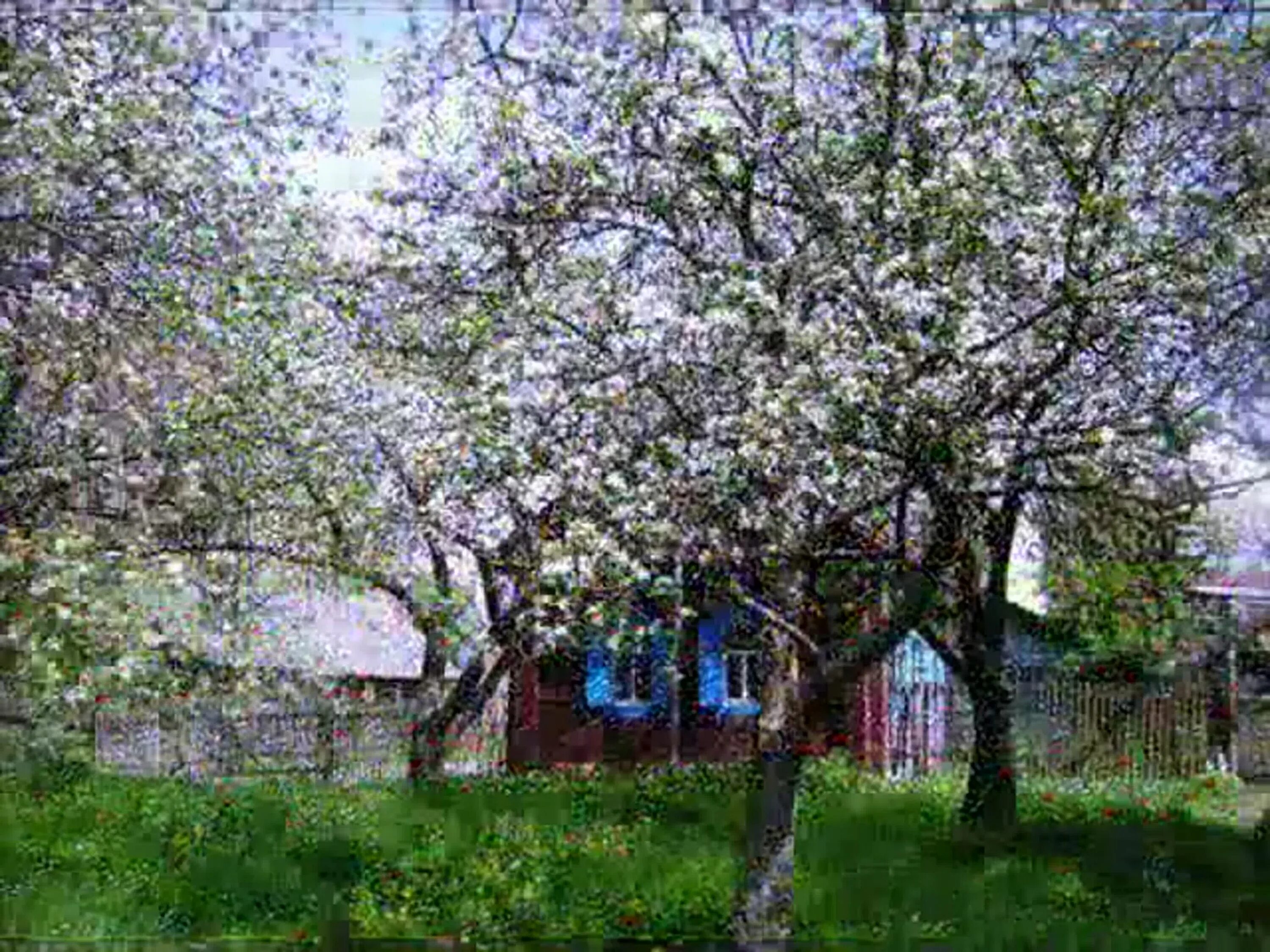 Старый Яблоневый сад в деревне. Цветущая яблоня в деревн. Цветущий Яблоневый сад в деревне. Черемуха в саду.
