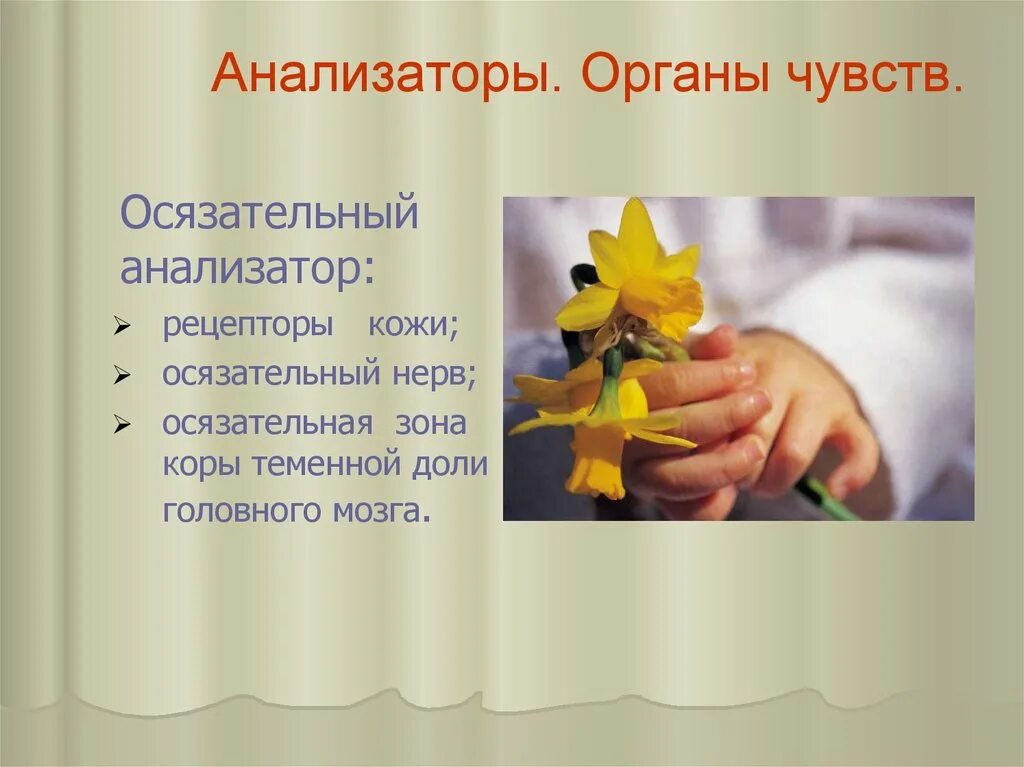 Орган осязания. Органы чувств кожа доклад. Органы осязания презентация. Кожа орган осязания 3 класс доклад. Слово осязательный.