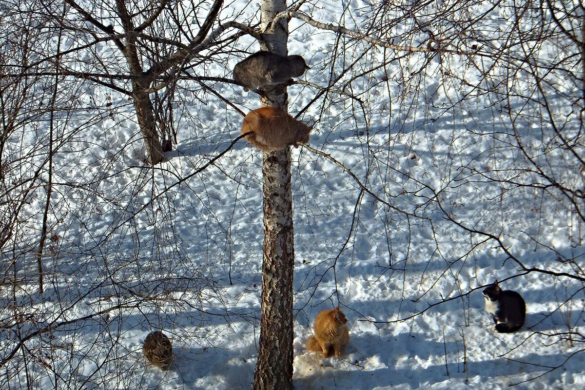 коты прилетели картинки