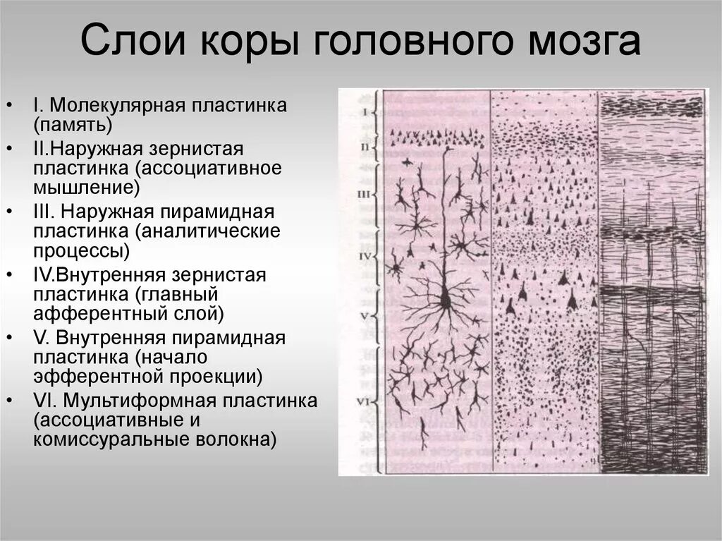 Типы коры полушарий. Строение коры головного мозга анатомия. Строение слоев коры головного мозга. Строение коры большого мозга. Клеточное строение коры головного мозга.