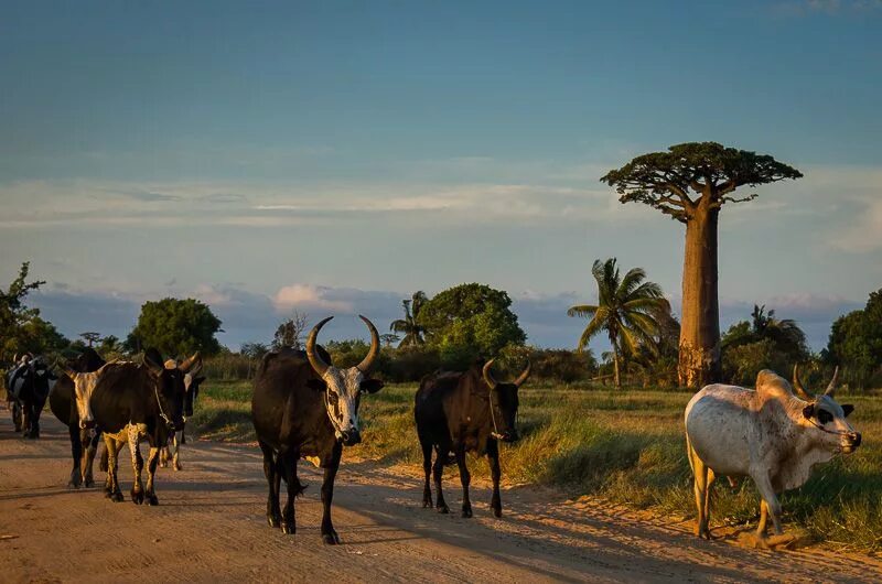 Trip africa. Мадагаскар Страна. Мадагаскар Восточная Африка. Мадагаскар Страна Африки. Республика Мадагаскар достопримечательности.