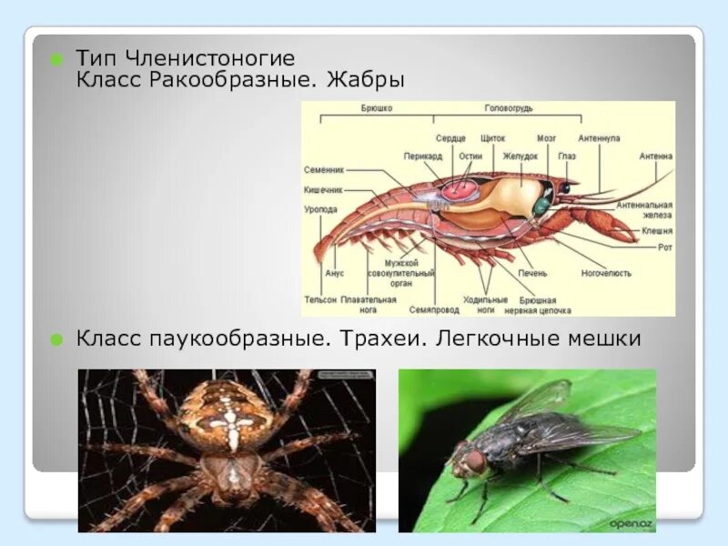 3 признака членистоногих. Тип Членистоногие класс ракообразные. ПОУКО образны-ракообразные. Членистоногие паукообразные. Тип Членистоногие ракообразные и паукообразные.