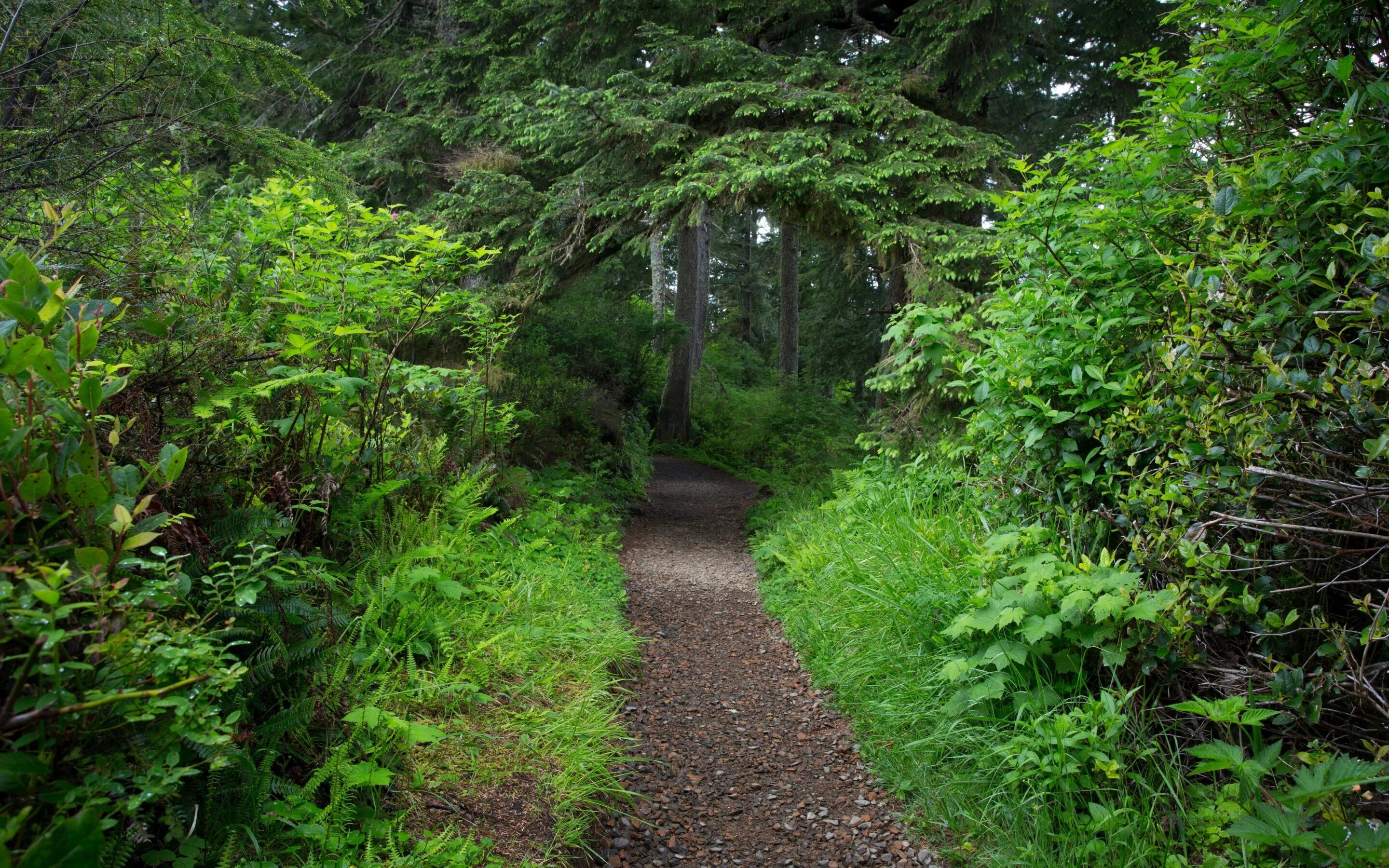 Заросший луг. Густой лес. Заросли низких. Дерево шиповник собачий. Заросли низких.