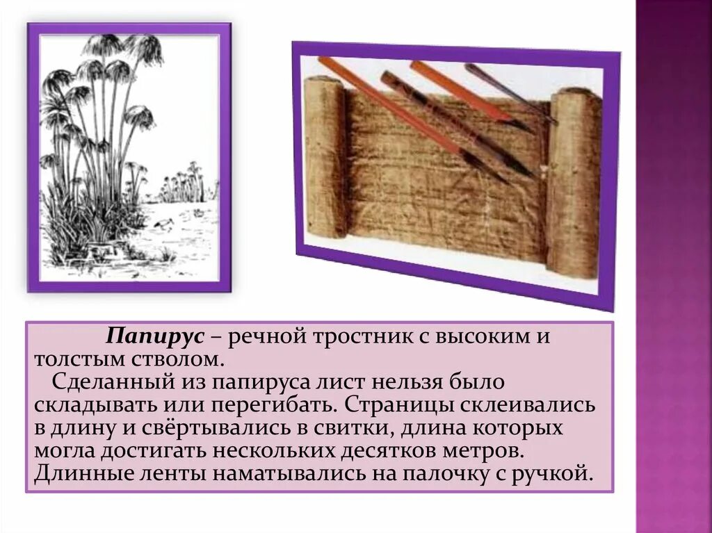 Окончание слова камышом. Папирус Речной тростник. Папирус из тростника. Папирус Речной тростник с высоким и толстым стволом. Как называется бумага из тростника.