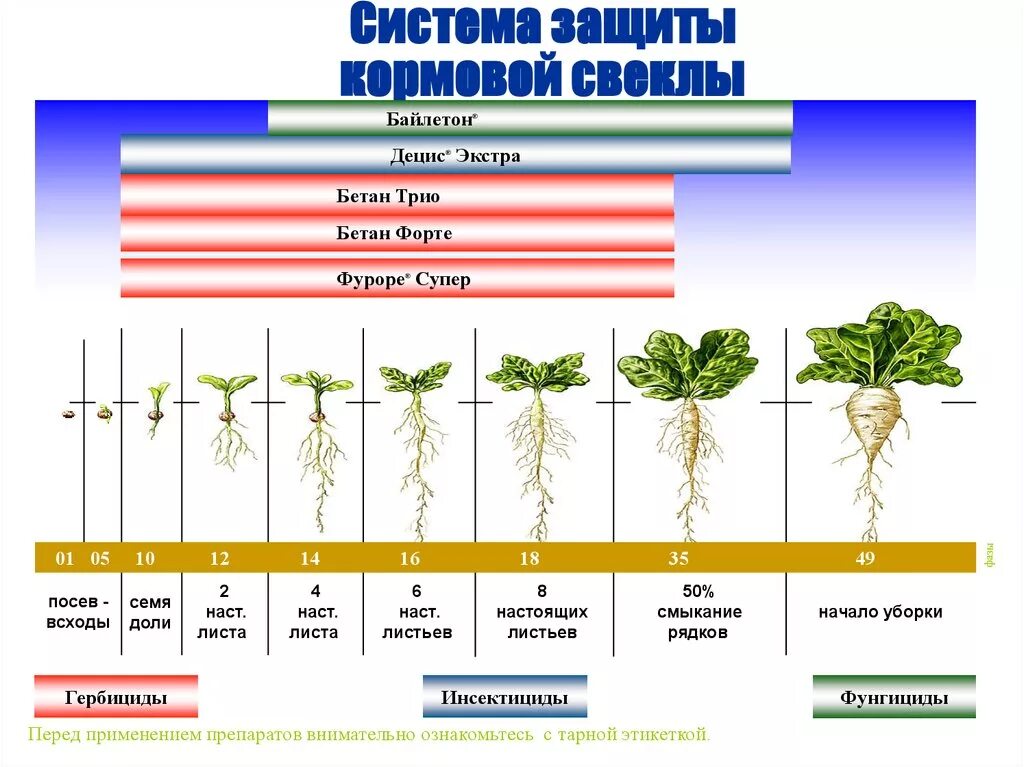 Короткая вегетация. Глубина заделки семян свеклы. Схема посадки кормовой свеклы. Фазы развития свеклы. Стадии развития сахарной свеклы.