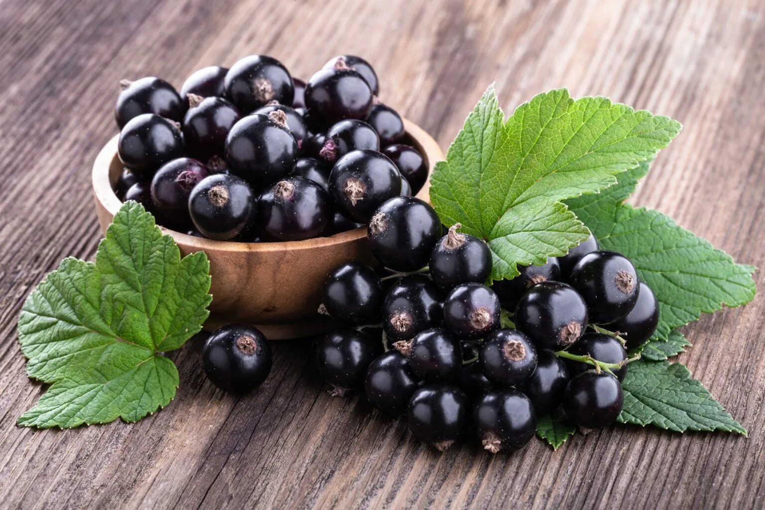 Смородина черная Литвиновская. Black Currant черная смородина. Смородина черная (ribes nigrum `ядреная`). Чёрная смородина сорт Виноградная.