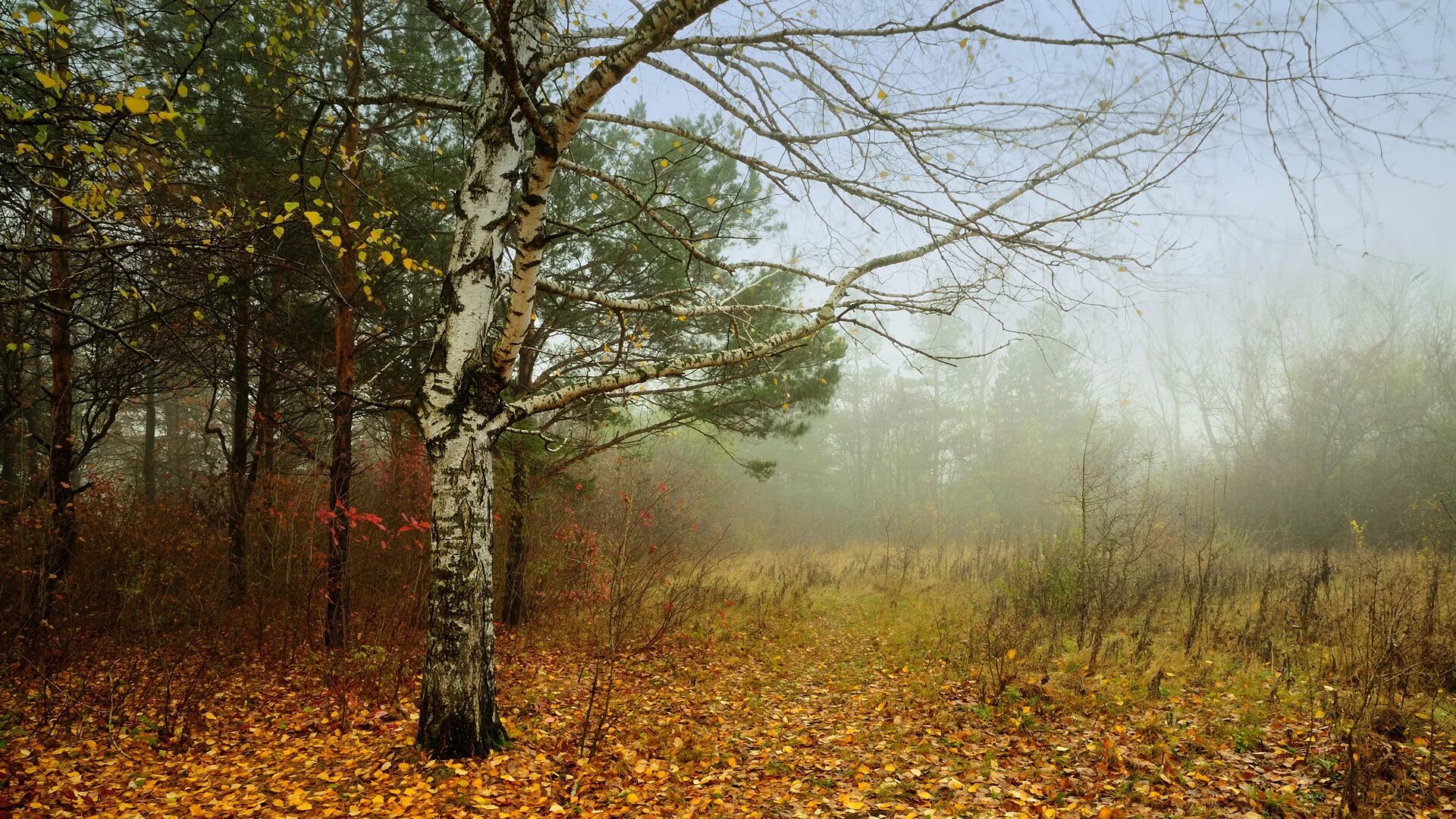 Дождь в осеннем лесу. Осень в лесу. Поздняя осень. Осень дождь. Дождь в лесу описание