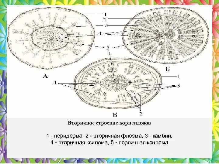 Строение корнеплодов моркови и свеклы. Строение корнеплода редьки. Поперечный срез корнеплода микроскоп. Корнеплоды морковь редька свекла. Схема поперечного разреза корня свеклы.