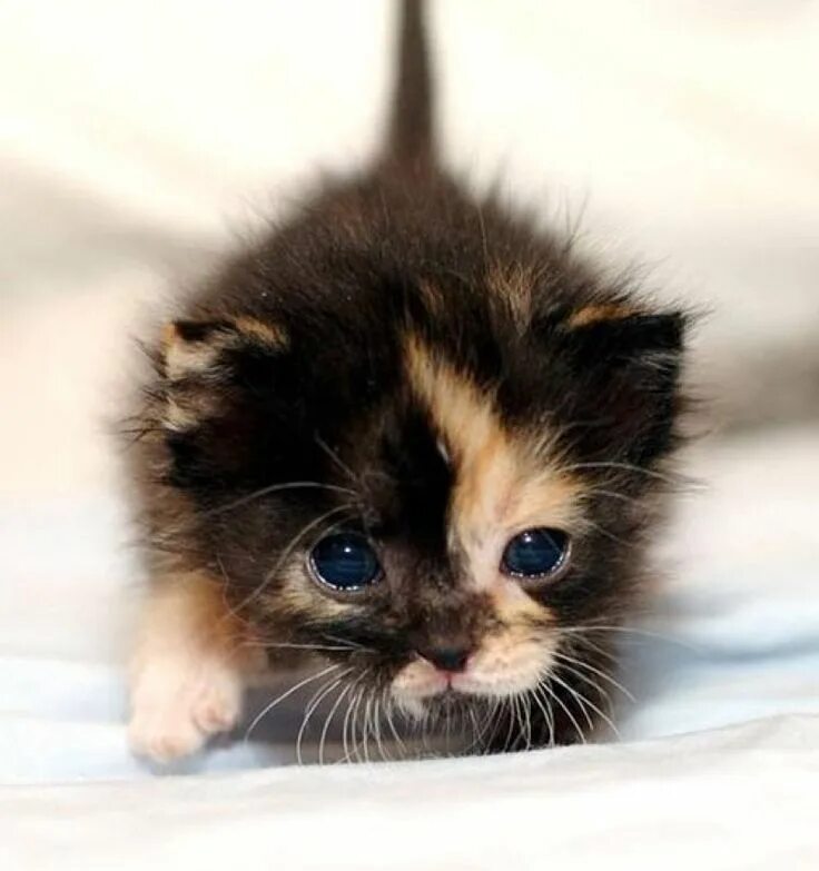 Маленьких котят побыстрее. Маленький котенок. Красивые котята. Самые милые котята. Самые милые котята в мире.