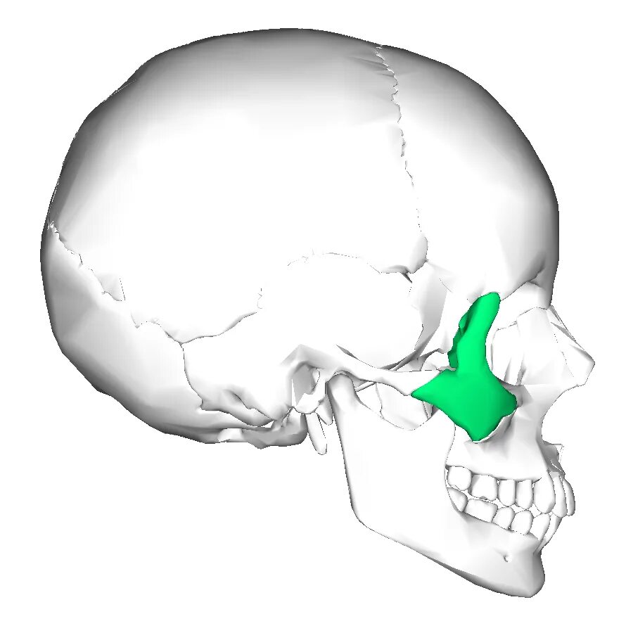 Анатомия скуловой кости
