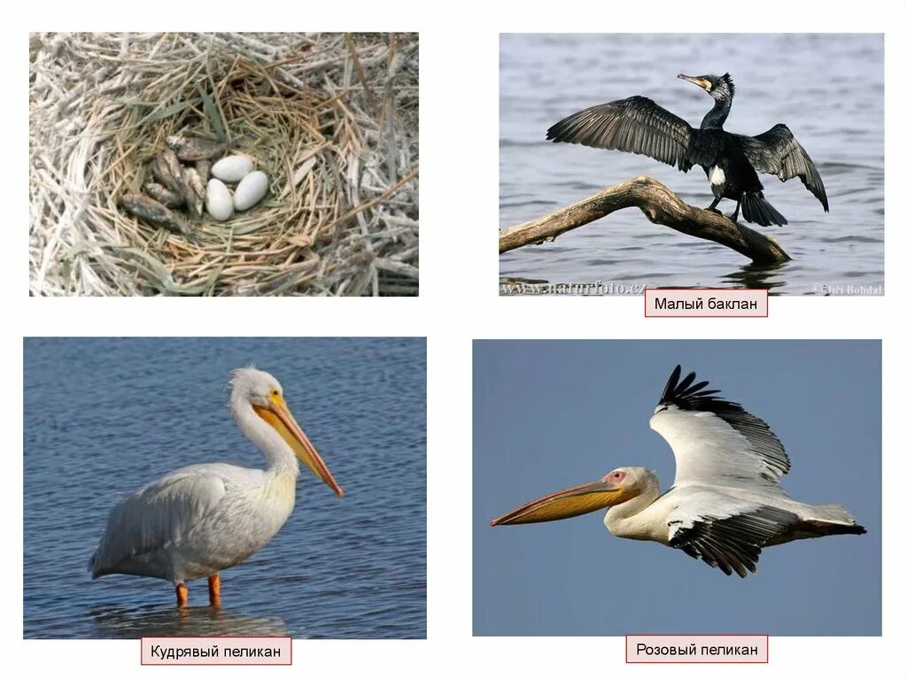 Пеликан и Баклан. Баклан и Пеликан отличие. Систематика пеликана. Баклан птица и Пеликан отличия.