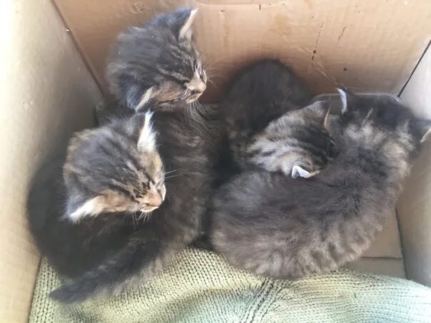 Отдам котят нея. Котята скоро будут. у кота пытаются отнять игрушку.