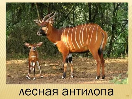 Лесная антилопа африки