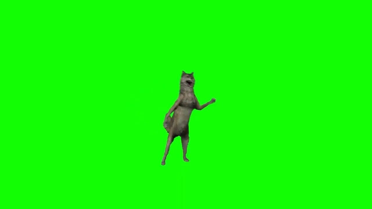 Танцующий волк песня. Танцующий волк на зеленом фоне. Волк танцует на зеленом фоне. Кот на зеленом фоне хромакей. Танцующий волк Мем.