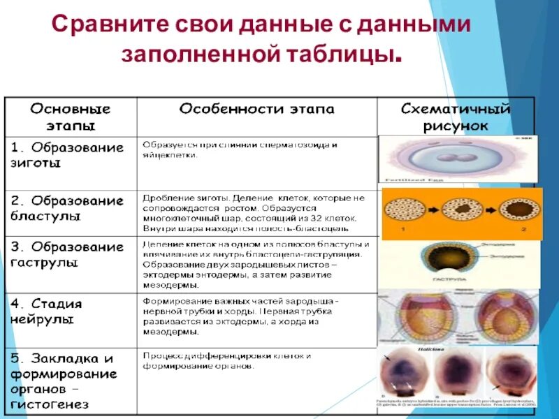 Эмбриональный период стадии развития таблица. Таблица этапы формирование органов эмбриона. Эмбриональный этап онтогенеза. Основные стадии и характеристика эмбриональное развитие. Основные этапы развития организмов