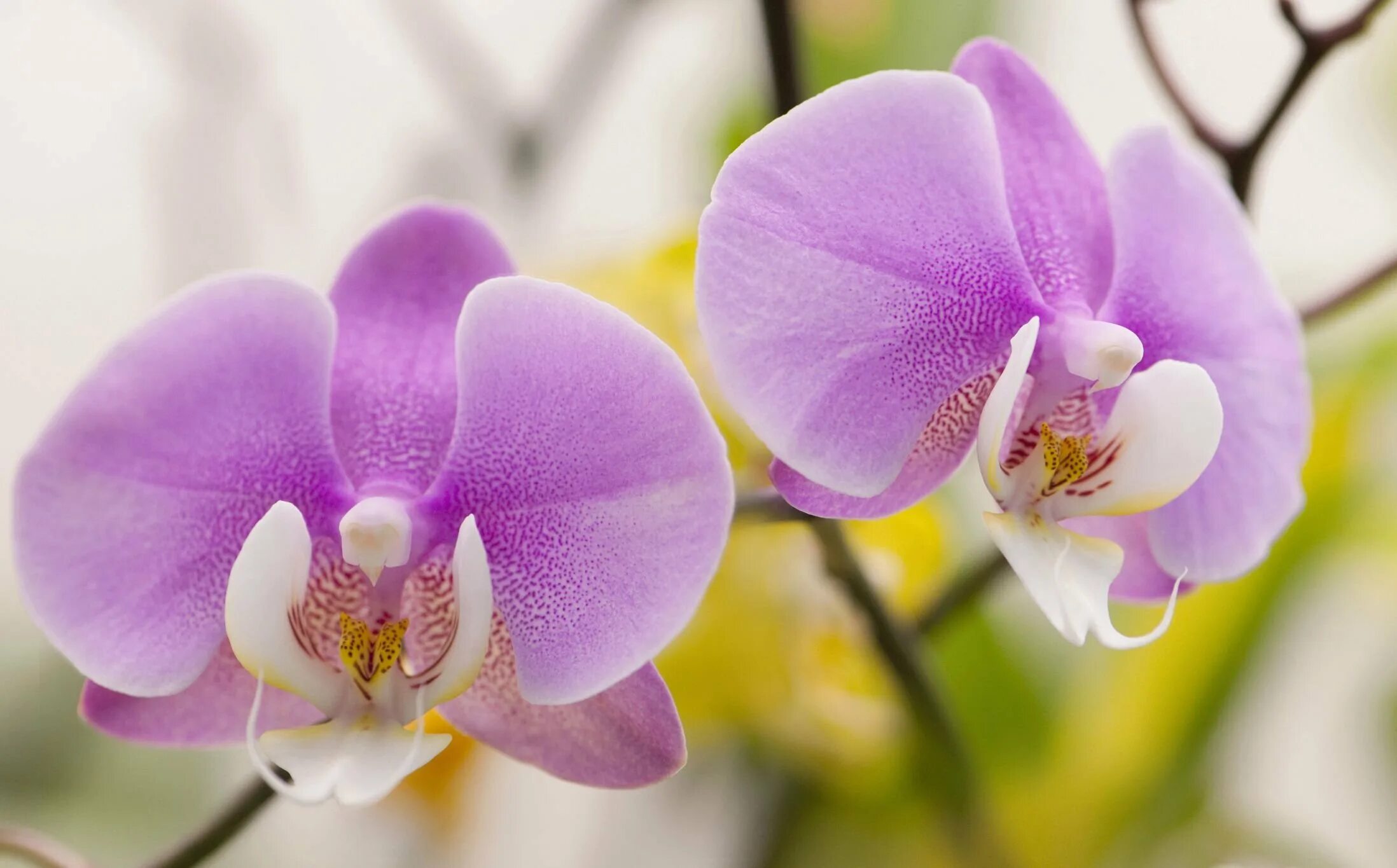 Какие сорта орхидеи. Орхидея фаленопсис. Орхидея Phalaenopsis. Фаленопсис Дарвин. Фаленопсис amabilis.