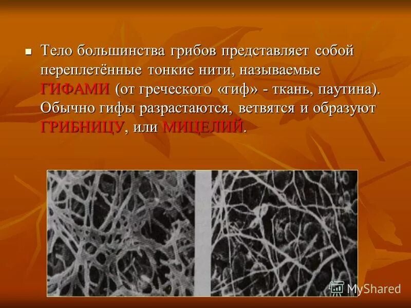 Мицелий гриба гиф. Тело гриба состоит из нитей. Гифы мицелия. Тело гриба состоящее из ветвящихся нитей. Мицелий состоит из.