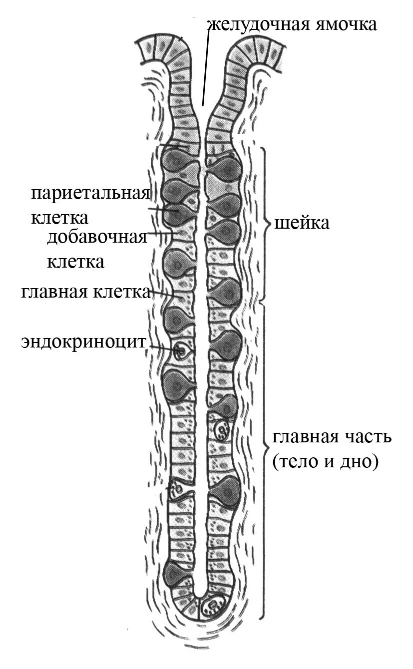 Схема строения фундальной железы желудка. Строение собственной железы желудка гистология. Строение желез желудка гистология. Строение трубчатой желудочной железы.