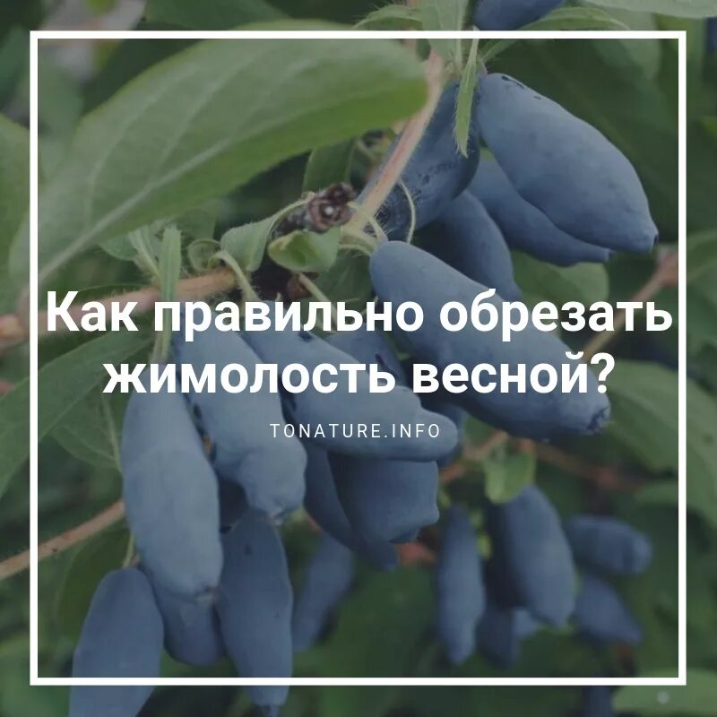 Нужно ли обрезать жимолость. Обрезать жимолость. Жимолость крона. Жимолость весной. Подрезка жимолости весной.