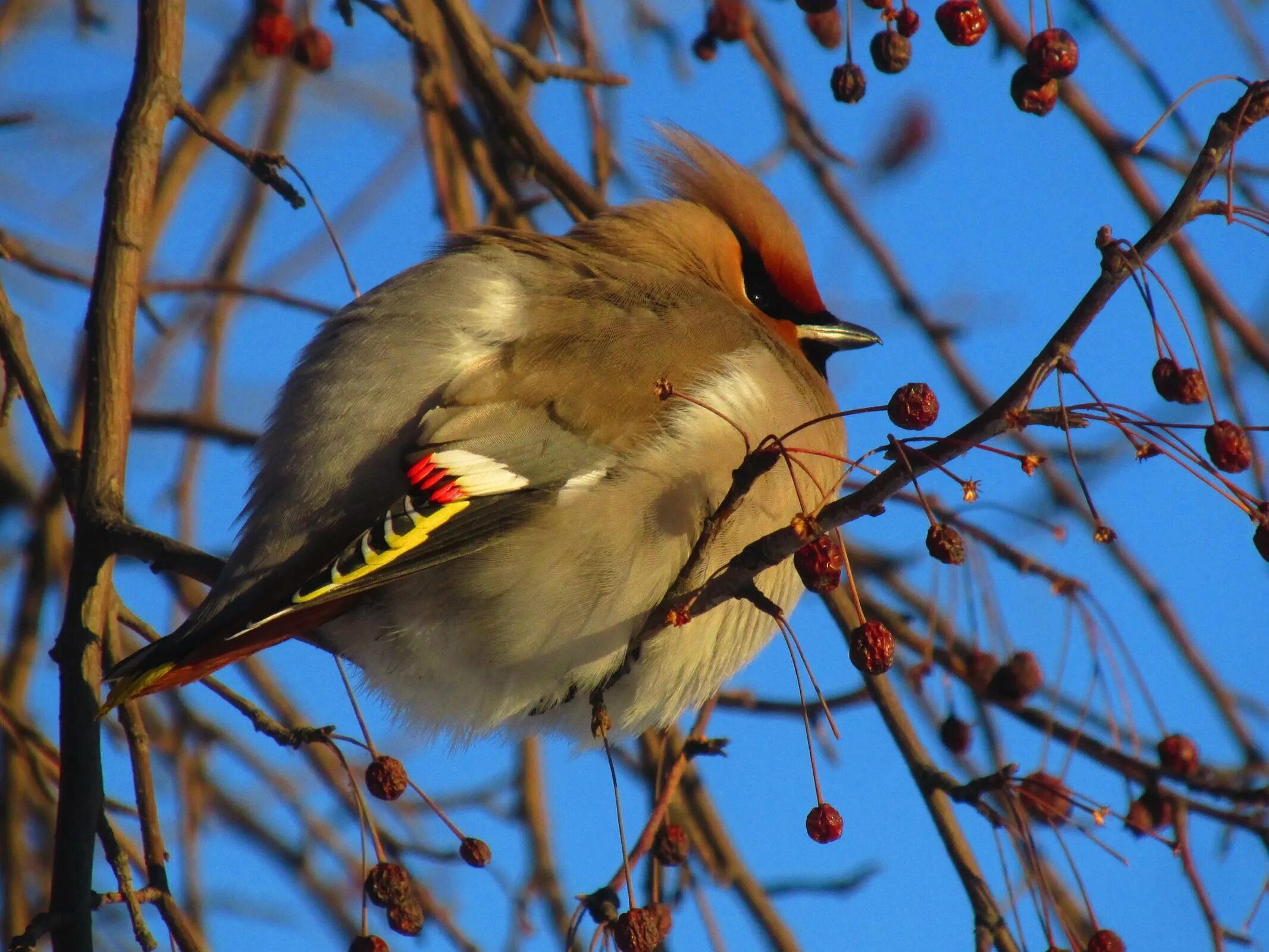 Свиристель в россии. Свиристель (Bombycilla garrulus). Амурский свиристель. Свиристель птица Амурская. Гнездо свиристели.