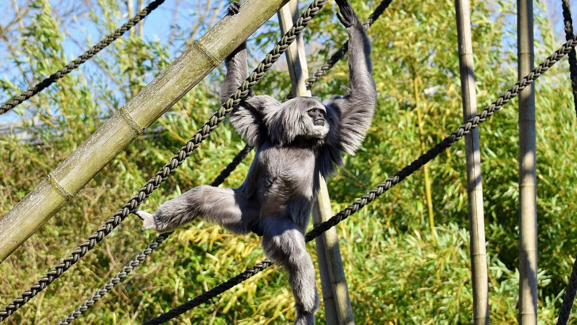The monkeys always climb trees