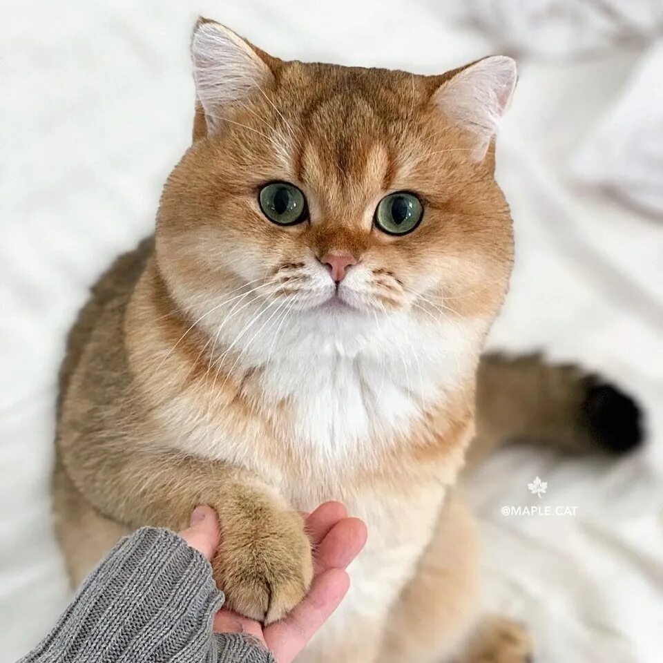 Британская короткошёрстная золотая шиншилла. Британская золотая шиншилла тикированная ny25. Золотистая шиншилла британская. Золотистая шиншилла манчкин. Британская шиншилла кошка.