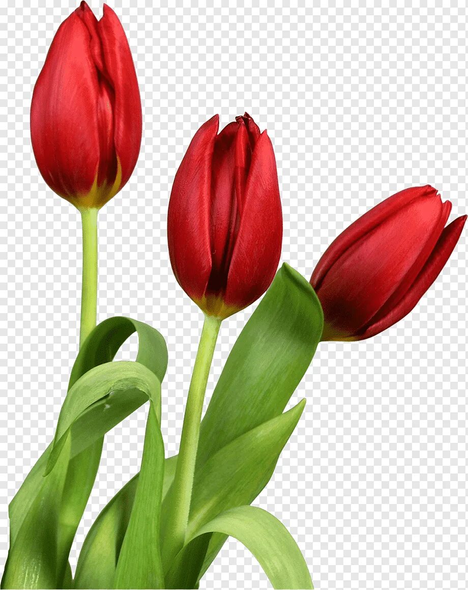 3 красных тюльпана. Цветы тюльпаны. Красные тюльпаны. Тюльпаны на прозрачном фоне. Тюльпаны без фона.