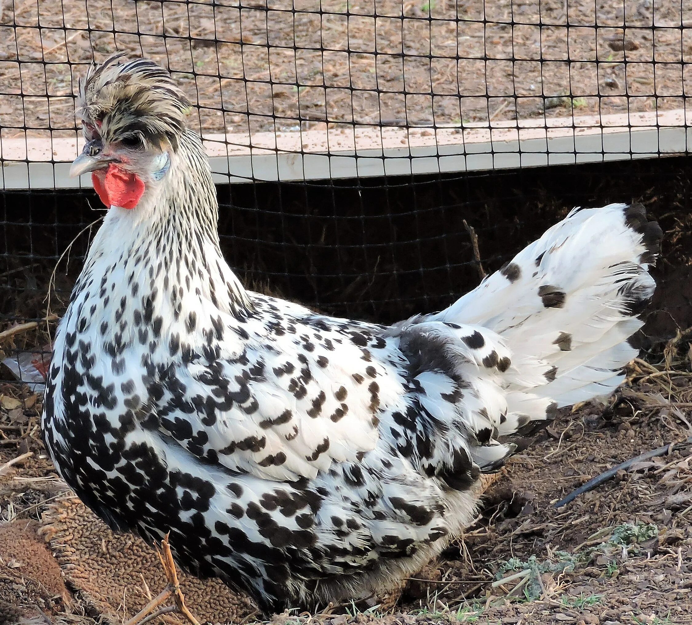 Куры русская хохлатая фото и описание Pin on Crested Birds Animals, Birds, Crest