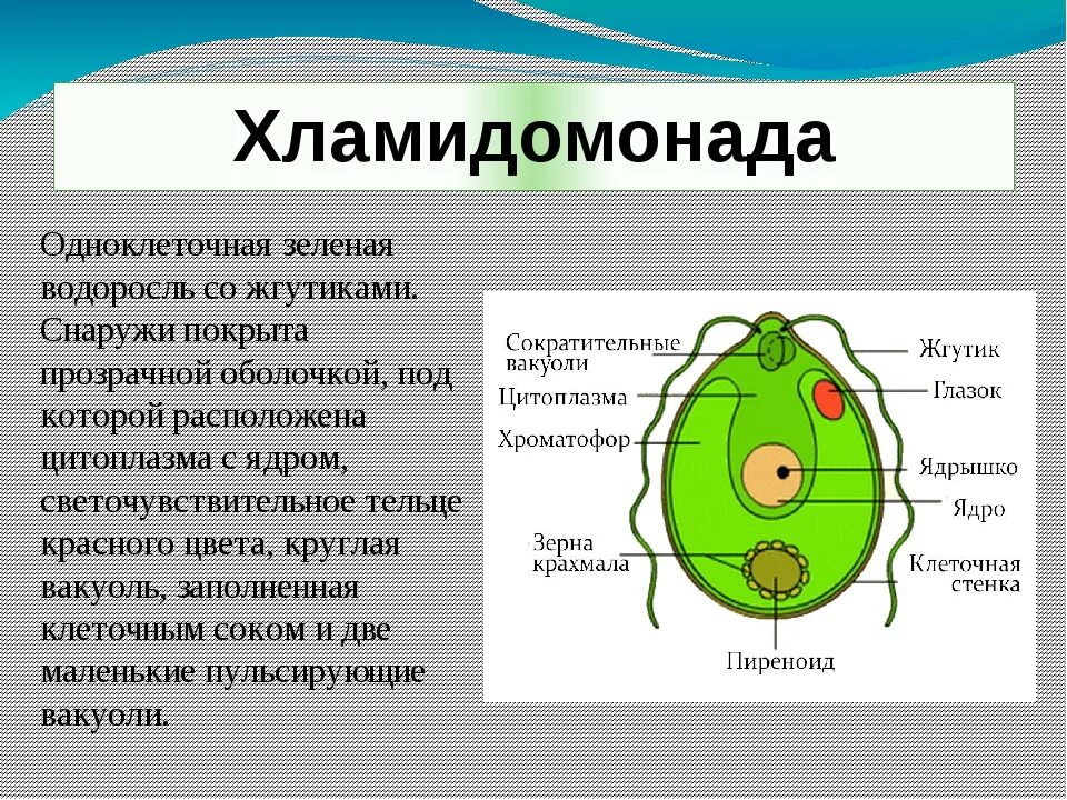 Строение одноклеточных зеленых водорослей. Хламидомонада описание. Хламидомонада 5 класс биология. Биология строение одноклеточных водорослей.