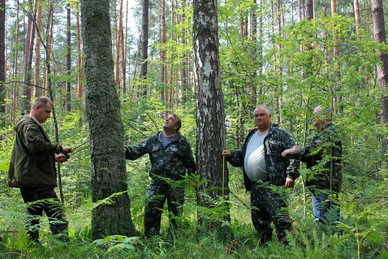 Ленинградское областное государственное казенное учреждение. Высокоствольное Лесное хозяйство. ЛОГКУ управление лесами Ленинградской области. Новиков директор ЛОГКУ Ленобллес.