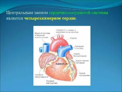 Тест органы кровообращения строение и работа сердца