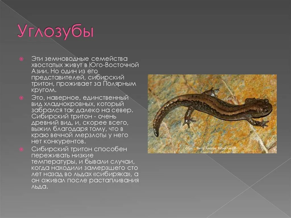 Какие земноводные относятся к отряду хвостатых