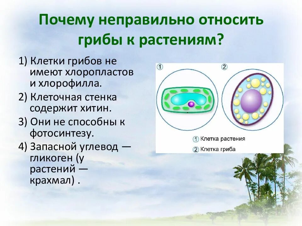 Клеточная стенка грибной клетки содержит. Почему грибы не относятся к растениям. основной запасной углевод грибной клетки.