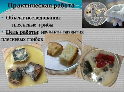 Лабораторная плесневые грибы