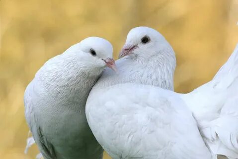 Шансон белых голубей