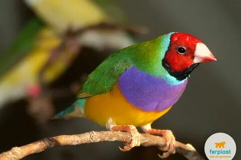 Ada aves