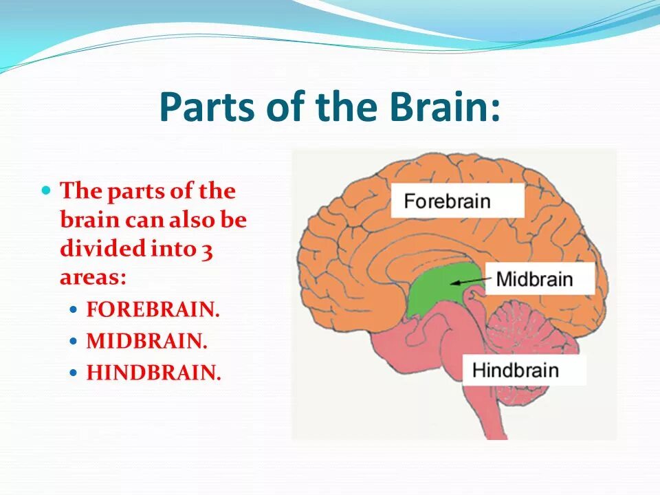 Forebrain midbrain hindbrain. Parts of the Brain. Parts of Brain and their function. Brain Parts and functions.