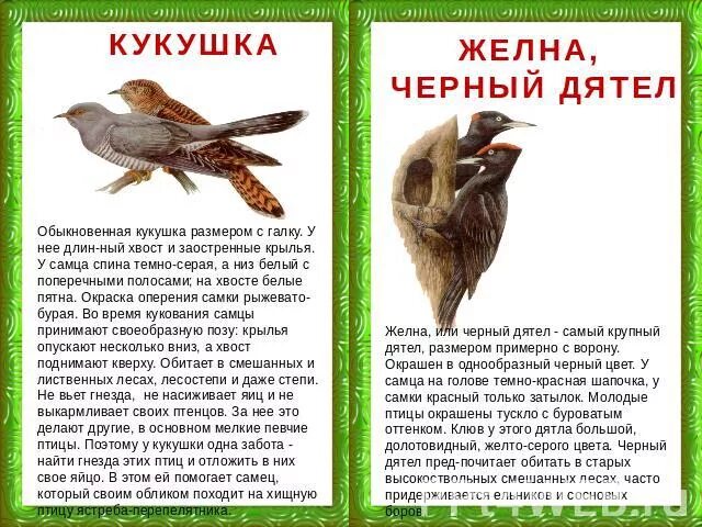 Жизнь кукушки. Кукушка описание. Кукушка описание для детей. Сведения о жизни кукушки. Текст сравнение птиц размер и цвет