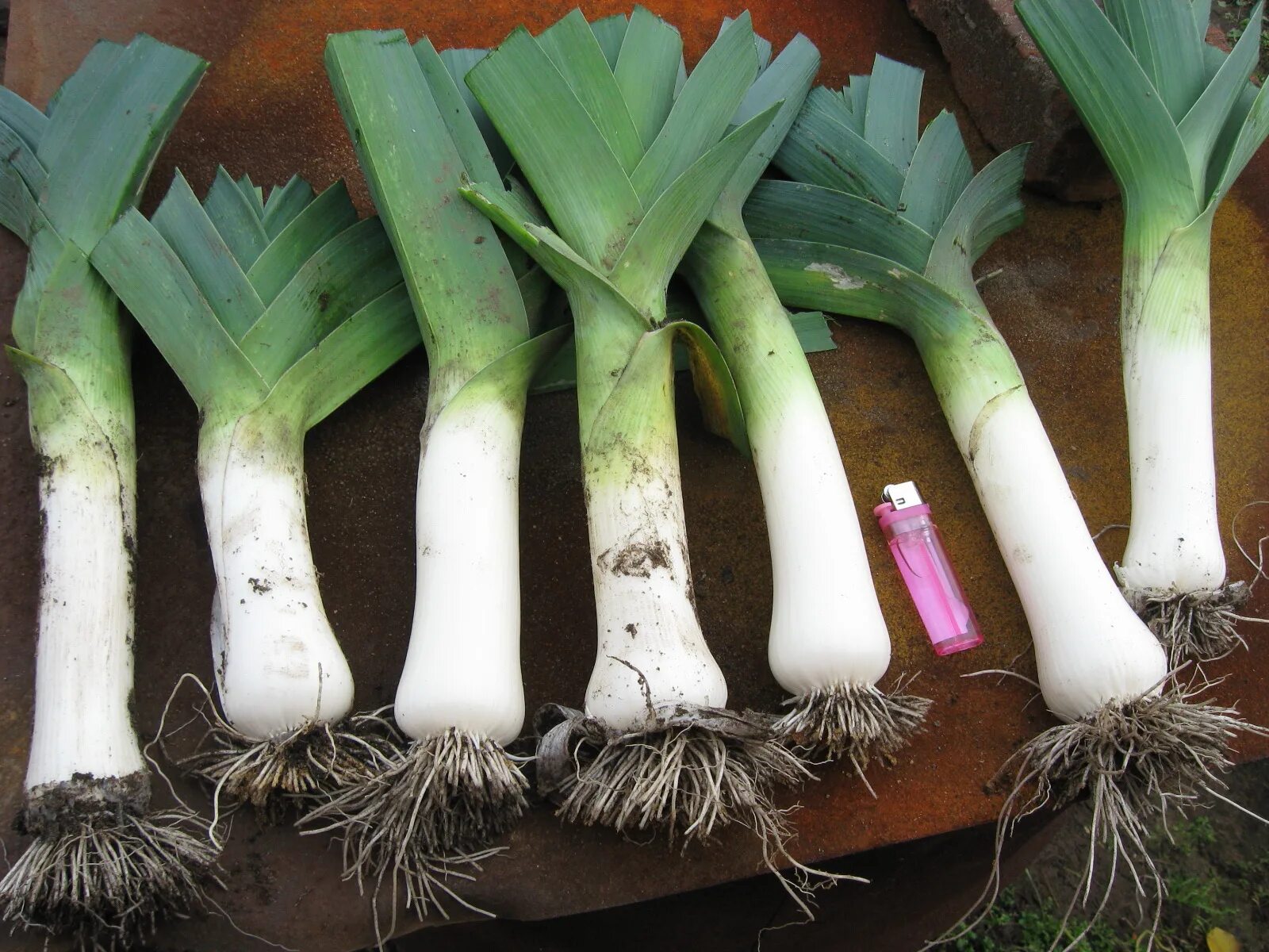 Лук порей победитель уральский дачник. Лук-порей. Лук пырей порей. Лук порей garden decor декоративная. Лук порей в сибири.