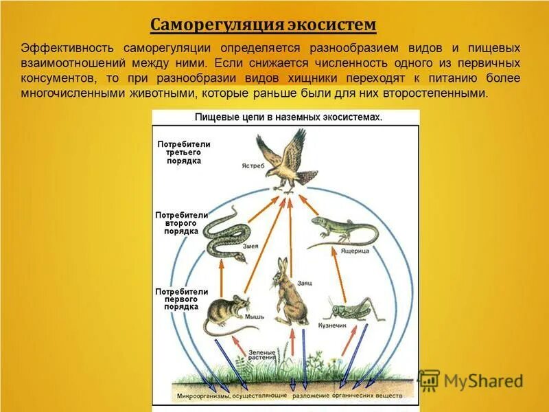 Саморегуляция экосистемы. Саморегуляция биогеоценоза. Механизмы саморегуляции экосистем. Способы саморегуляции экосистемы.