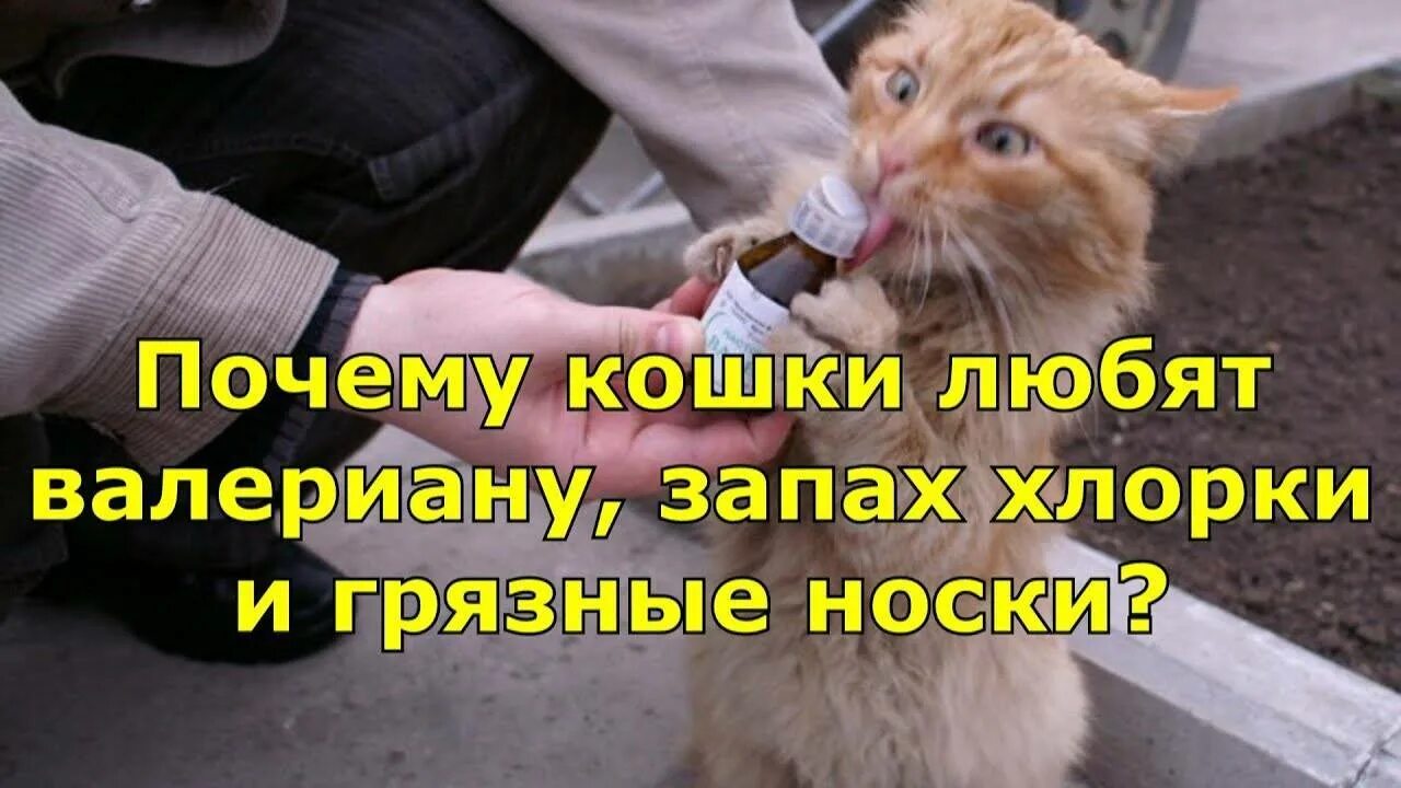 Почему кошки валерьянку. Кот нанюхался валерьянки. Кот и валерьянка. Почему кошки любят валериану. Кот нанюхался носков и валерьянки.